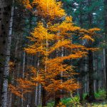 Albero dorato nel bosco tra i pini