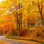 Il viale dorato di foglie sugli appennini reggiani