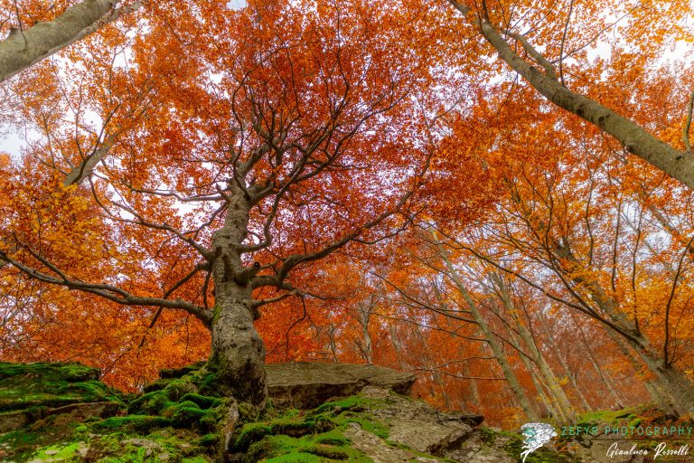 L'albero nella roccia sulla strada del Dardagna