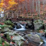 Ponte sul fiume trale foglie Dardagna